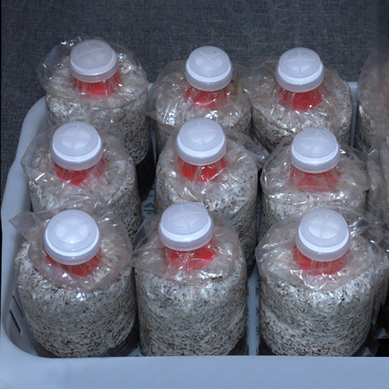 كيس زراعة الفطر غطاء طوق سداده - مراجعة Mushroom Spawn Bag وسعره