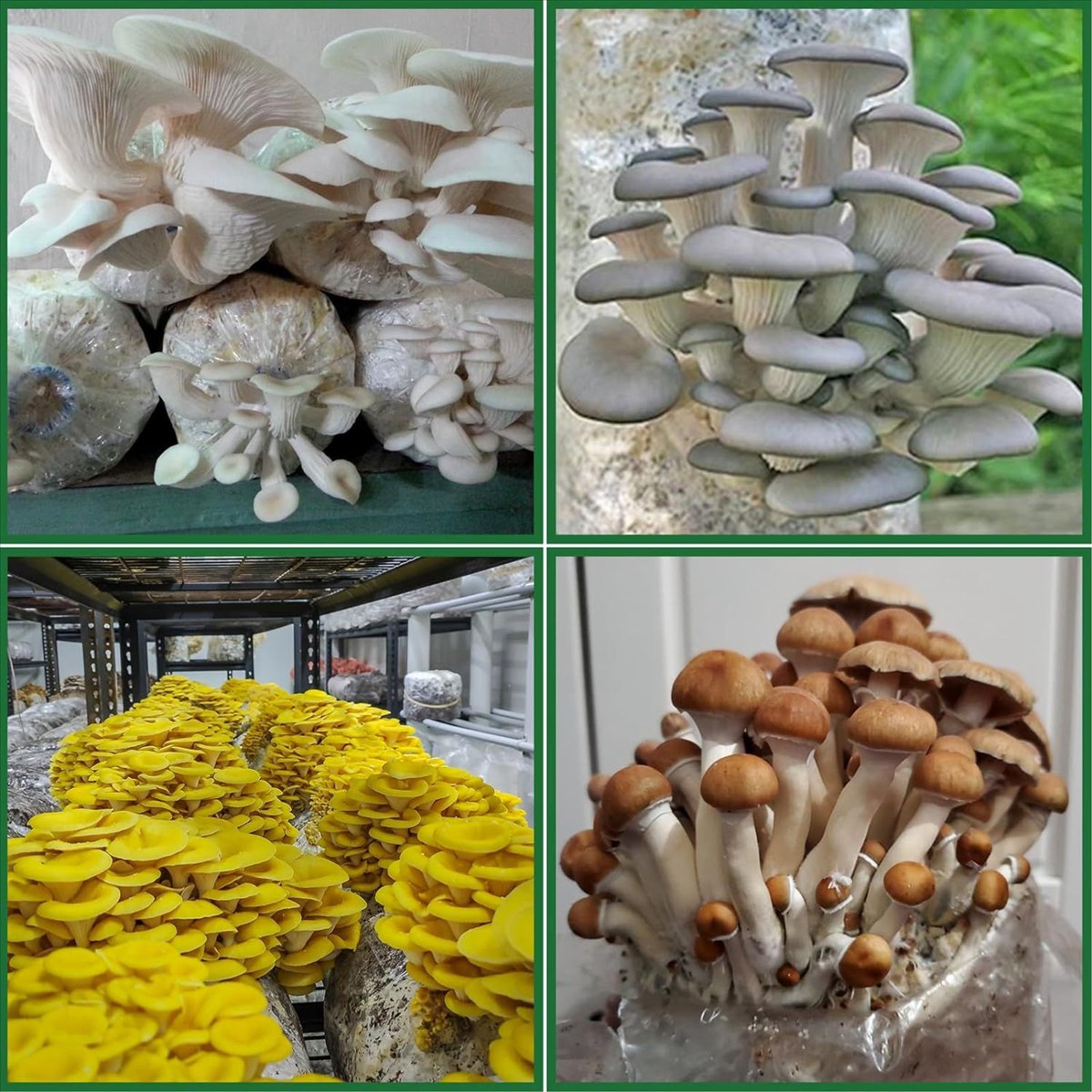 أكياس زراعة الفطر، 25 كيسًا من - مراجعة Mushroom Spawn Bag وسعره