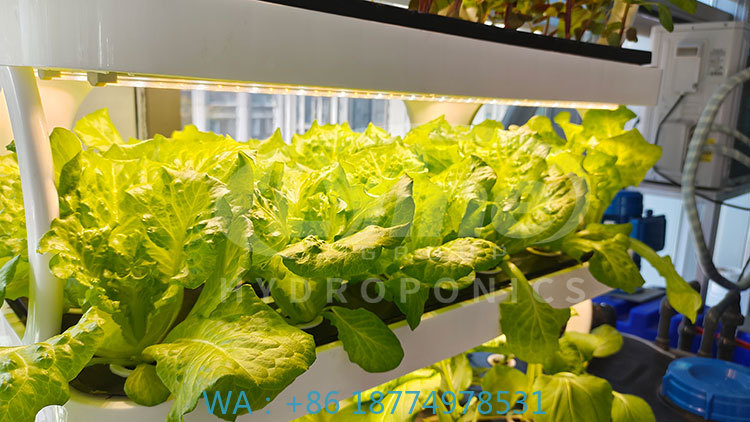 ج آلة الزراعة لزراعة الخضار ال - مراجعة Agriculture Vertical Farming وسعره