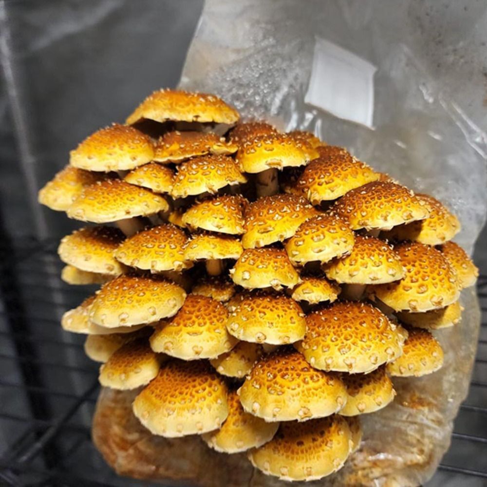 50 قطعة PP كيس زراعة الفطر 0.2 - مراجعة Mushroom Spawn Bag وسعره