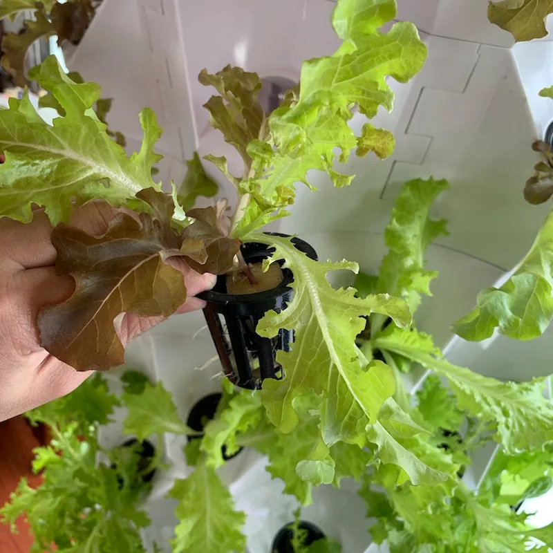 نظام الزراعة العمودية في الدفي - مراجعة Agriculture Vertical Farming وسعره